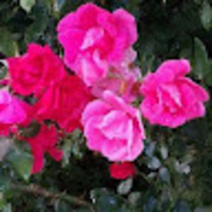 Meet your Posher, Jazzmine